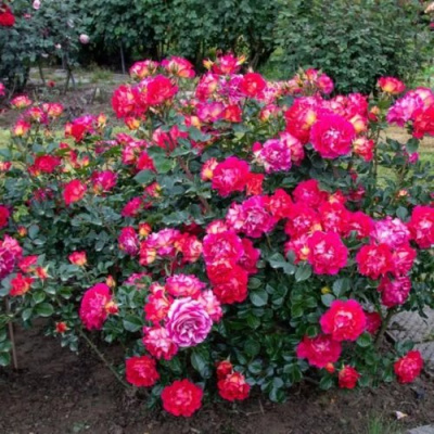 Роза БРЕРА флорибунда в Таразе