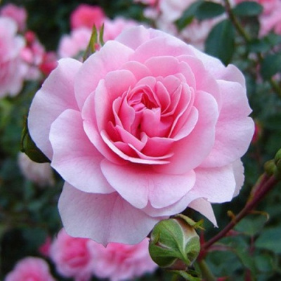 Роза БОНИКА флорибунда в Таразе