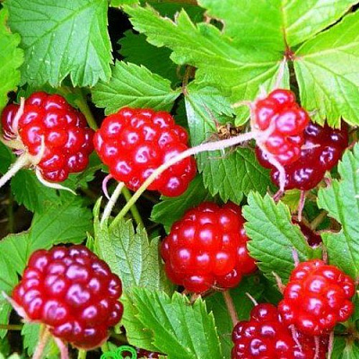 саженцы княженики