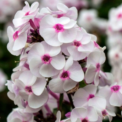 Флокс АЙС КРИМ метельчатый в Таразе