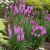 Лиатрис РОЗЕА колосковая в Таразе