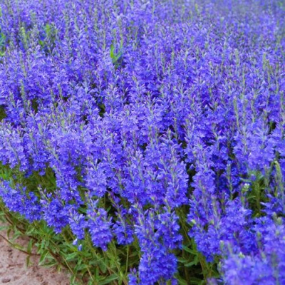 Вероника австрийская в Таразе