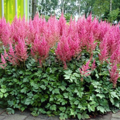 Астильба ВИЖНС ИН ПИНК китайская в Таразе