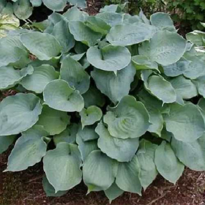 Хоста МУНЛАЙТ СОНАТА гибридная в Таразе