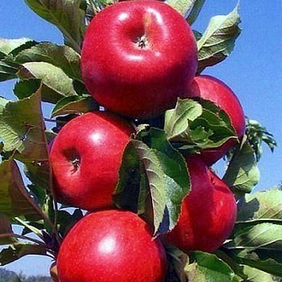 Колонновидные яблони в Таразе