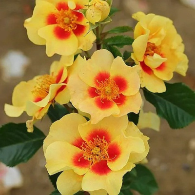 Роза АЙ ОФ ЗЕ ТАЙГЕР флорибунда в Таразе