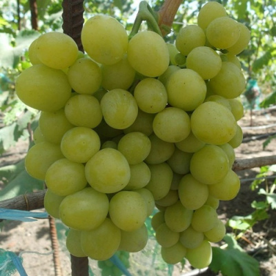Виноград ХЕЛЕНА в Таразе