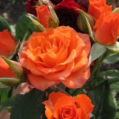 Роза АЛЕГРИЯ спрей в Таразе