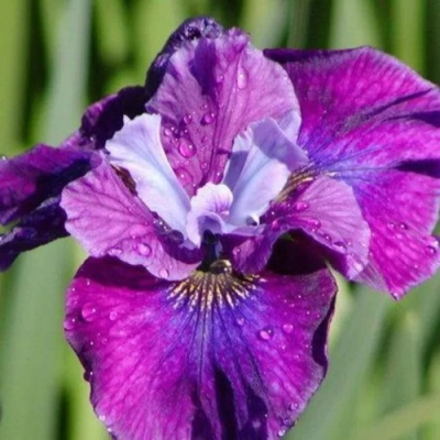 Ирис СИ Я ЛЕЙТЕР сибирский в Таразе