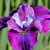 Ирис СИ Я ЛЕЙТЕР сибирский в Таразе