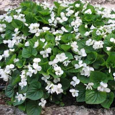 Фиалка АЛЬБИФЛОРА сестринская в Таразе