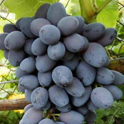 Черный виноград в Таразе