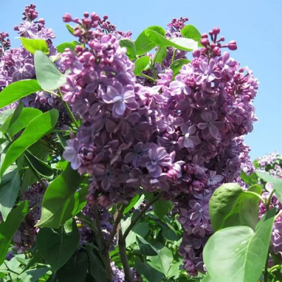 Сирень ВИОЛЕТТА в Таразе