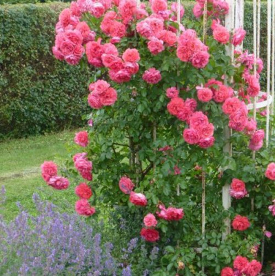 Роза РОЗАРИУМ ЮТЕРСОН плетистая в Таразе