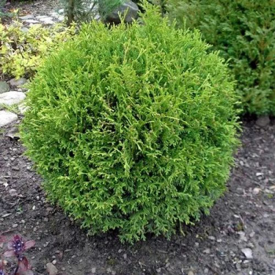 Туя ХОЗЕРИ западная в Таразе