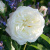 Роза АЛАБАСТЕР флорибунда в Таразе