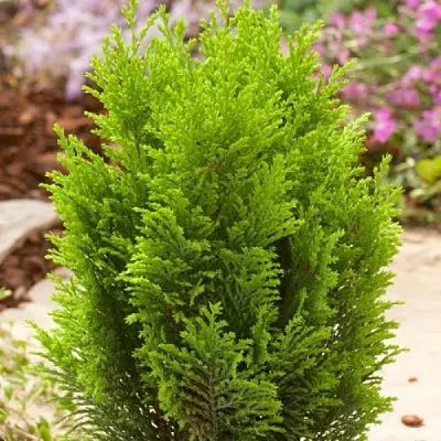 Кипарисовик ЭЛВУДИ ГОЛД лавсона в Таразе