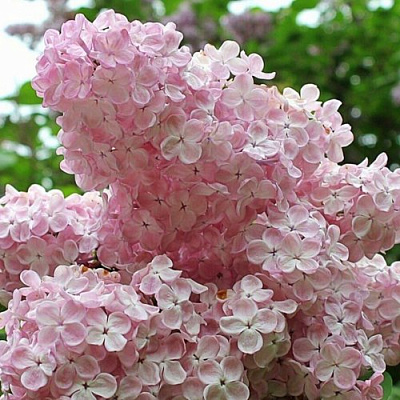 Сирень ВЕЧЕРНИЙ ЗВОН в Таразе