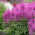 Астильба АМЕТИСТ Арендса в Таразе