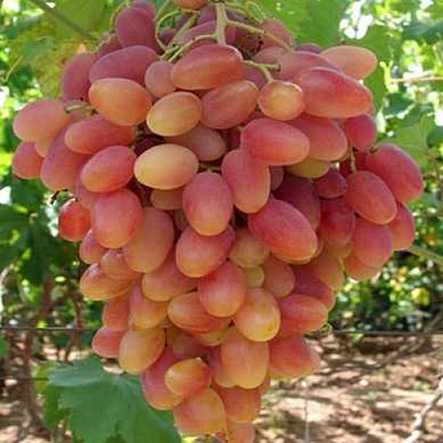 Виноград КСЕНИЯ (АНЖЕЛИКА) в Таразе