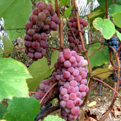Виноград ЛЮСИЛЬ в Таразе