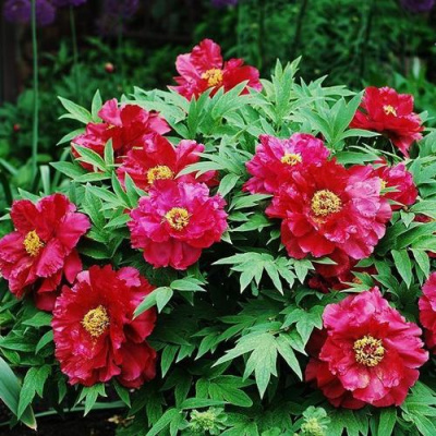 Пион КРАСНЫЙ ЛОТОС древовидный в Таразе