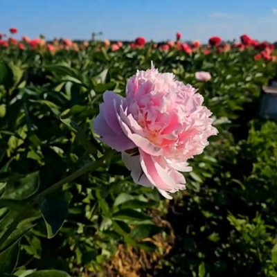 Пион ИМПЕРАТОРСКАЯ НАЛОЖНИЦА древовидный в Таразе