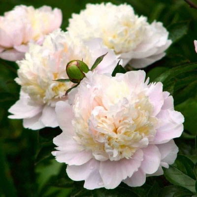 Пион ШИРЛИ ТЕМПЛ травянистый в Таразе