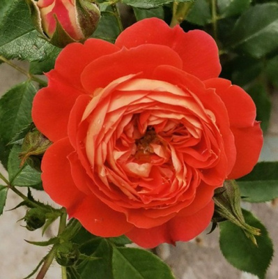 Роза СТАРЛЕТ РОУЗ КАРМЕН плетистая в Таразе