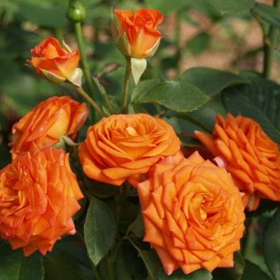 Роза БЕЙБ спрей в Таразе