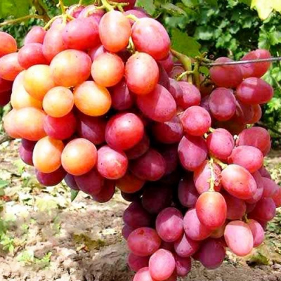 Виноград АНЮТА в Таразе