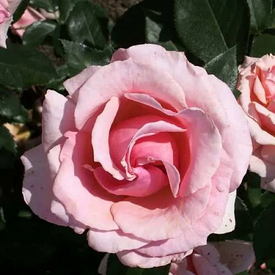 Роза ПОЭЗИЯ флорибунда в Таразе