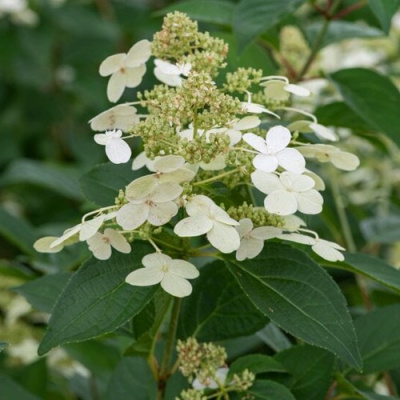 Гортензия ПРИМ ВАЙТ метельчатая в Таразе