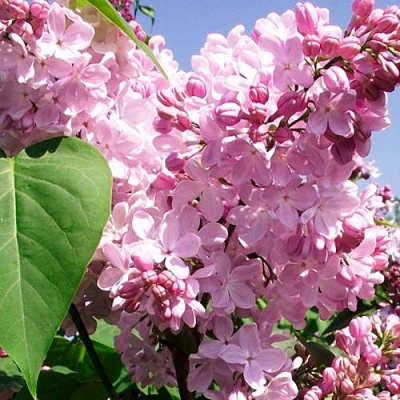 Сирень АДЕЛИНА в Таразе