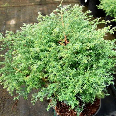 Кипарисовик СКВАРРОЗА горохоплодный в Таразе