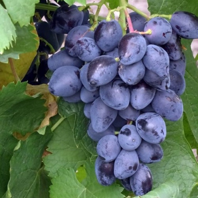 Виноград РОМБИК в Таразе