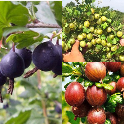 Комплект КРЫЖОВНИК MIX в Таразе