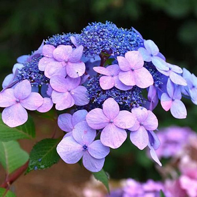 Гортензия ЭНДЛЕСС САММЕР ТВИСТ ЭНД ШАУТ крупнолистная в Таразе