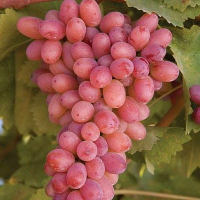 Розовый виноград в Таразе
