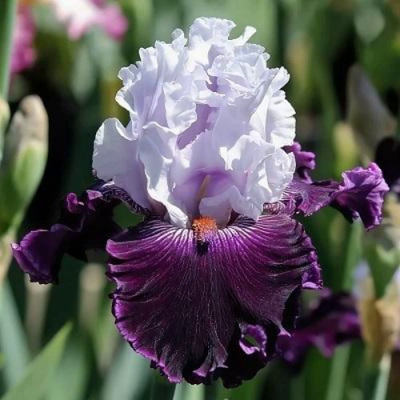 Ирис БЛУБЕРД ВАЙН бородатый в Таразе