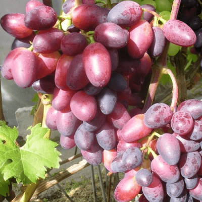 Виноград КРАСОТКА в Таразе