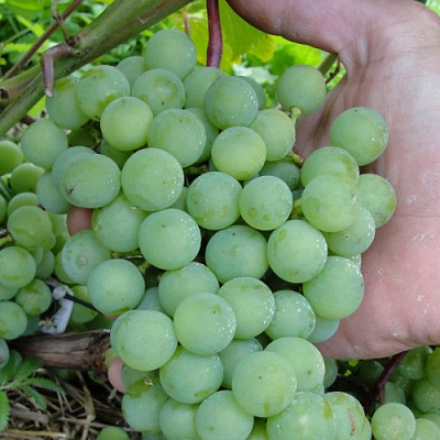 Виноград СУПАГА в Таразе