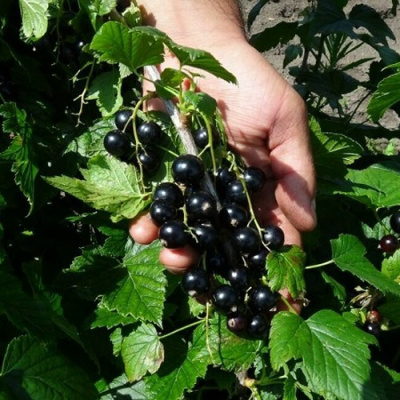 Смородина чёрная СЕЛЕЧЕНСКАЯ в Таразе