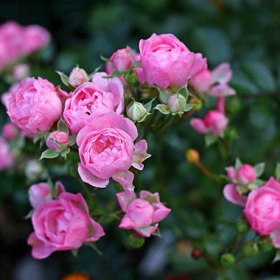 Роза полиантовая в Таразе