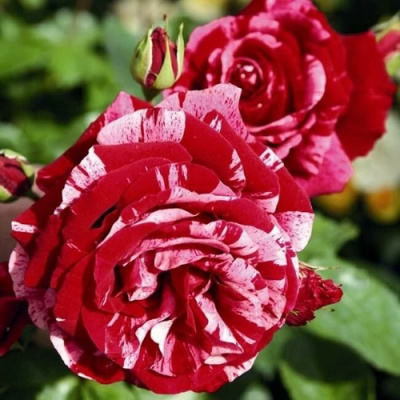 Роза ДИП ИМПРЕШН флорибунда в Таразе