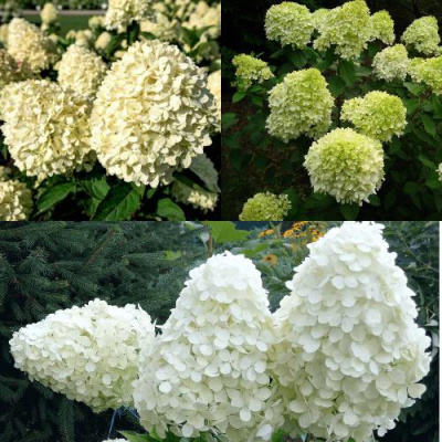 Комплект НЕЖНЫЙ КАПУЧИНО в Таразе