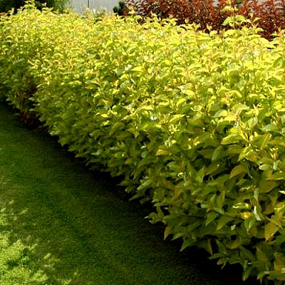 Комплект ДАРТС ГОЛД в Таразе