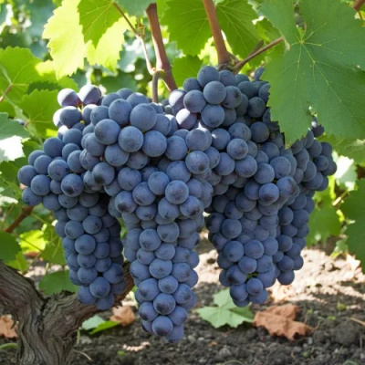 Виноград ЮККА в Таразе