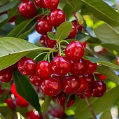 Вишня ГИРЛЯНДА в Таразе