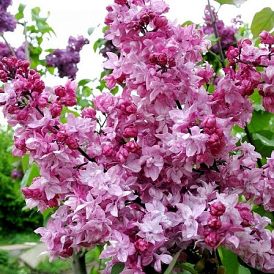 Сирень ОЛИМПИАДА КОЛЕСНИКОВА в Таразе